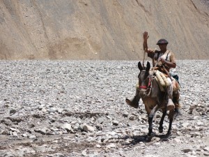 mule-driver-on-the-way-to-confluencia